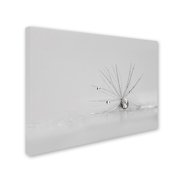 Heidi Westum 'My Silver Spider' Canvas Art,18x24